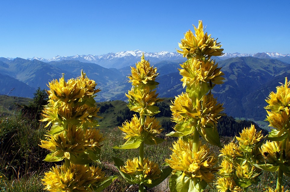 https://pixabay.com/ru/photos/желтая-горечавка-gentiana-пятна-603227/