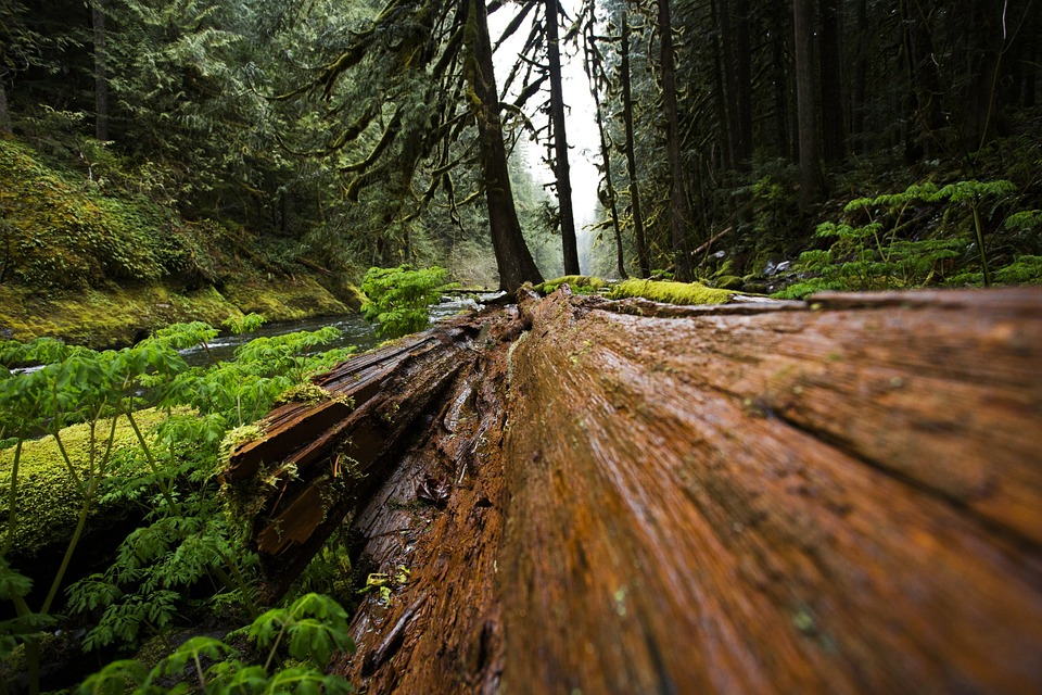 https://pixabay.com/photos/wood-fallen-tree-forest-nature-690031/