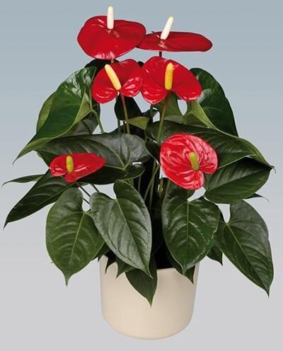 Источник: https://www.pinterest.ru/pin/603693525031330342/