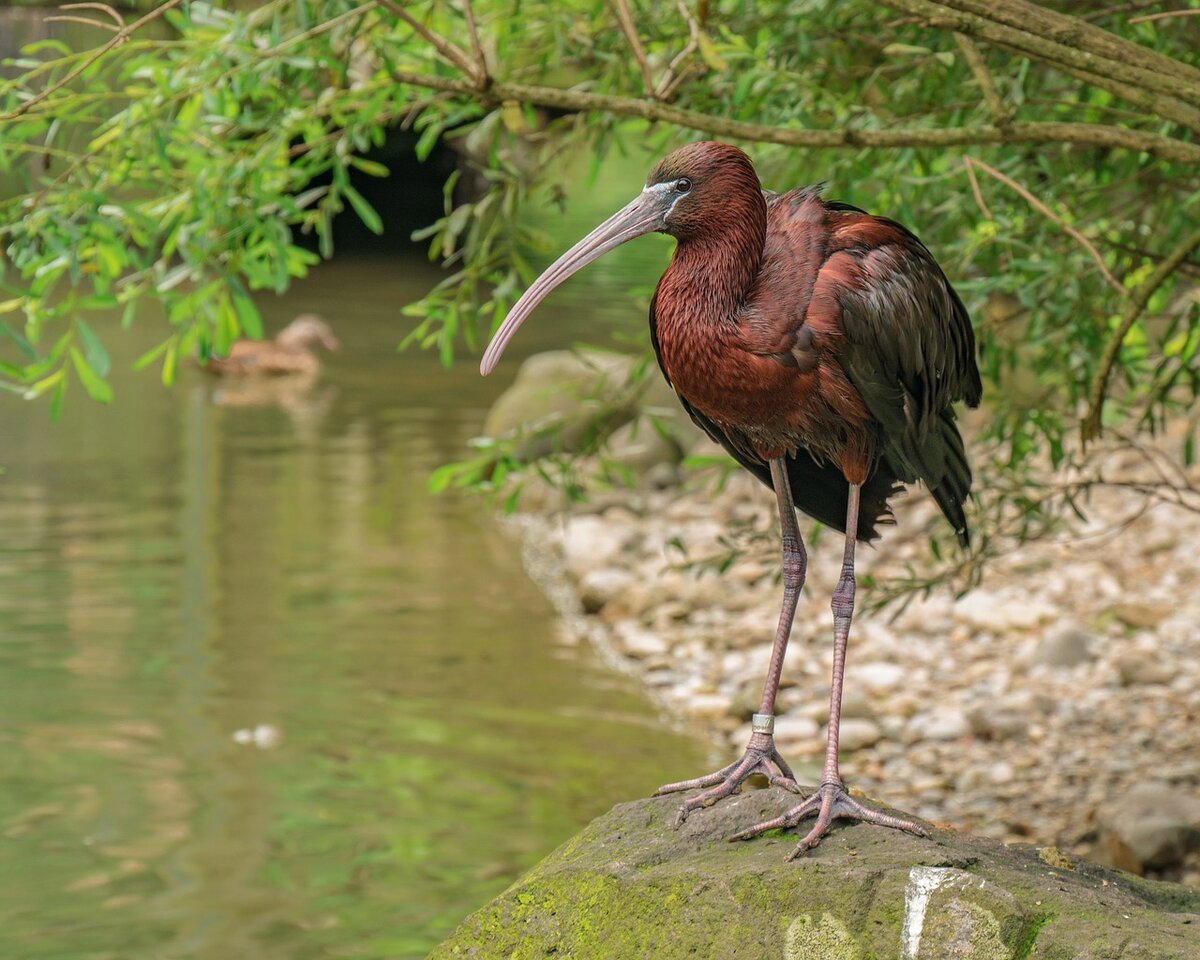 https://pixabay.com/photos/bird-water-bird-eastern-glossy-ibis-3693066/