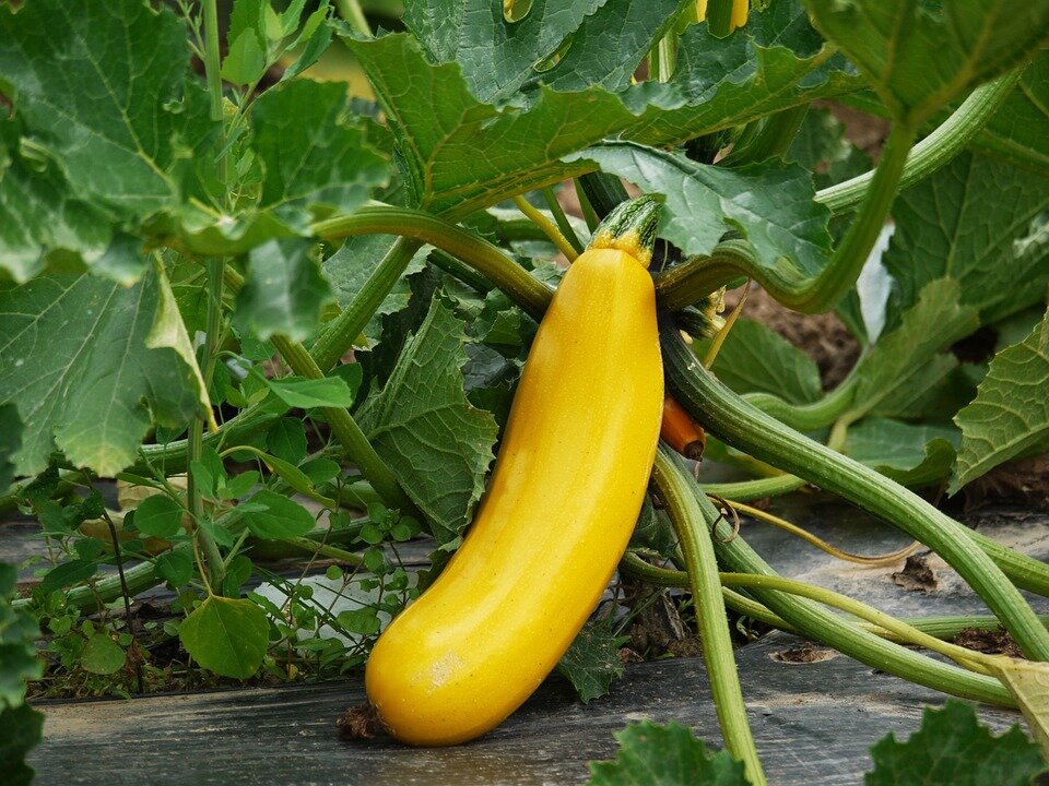 https://cdn.pixabay.com/photo/2016/07/16/19/25/zucchini-1522535_960_720.jpg