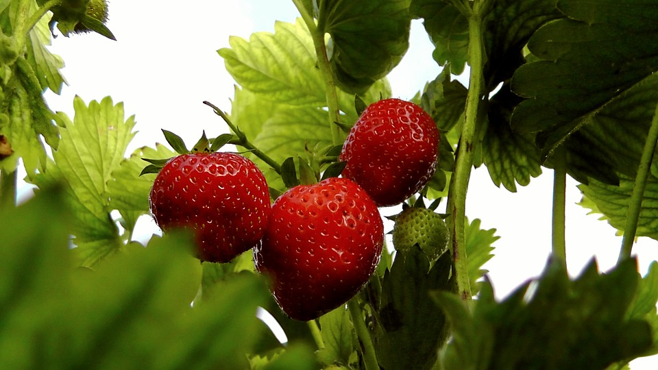 https://pixabay.com/photos/strawberries-berries-fruit-fruits-356911/