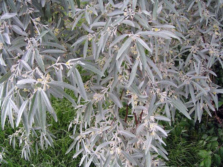 https://www.lpb-company.ru/enc/list/img_large2/elaeagnus-angustifoha2.jpg