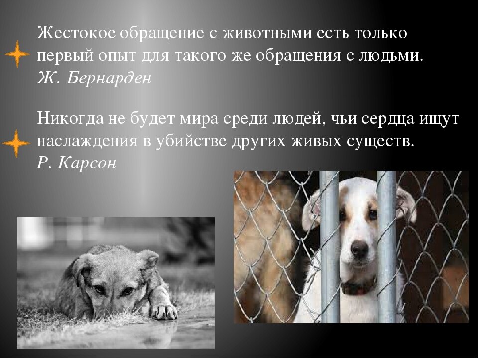 Литература для проекта о бездомных животных