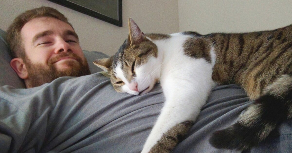 кошка спит с хозяином