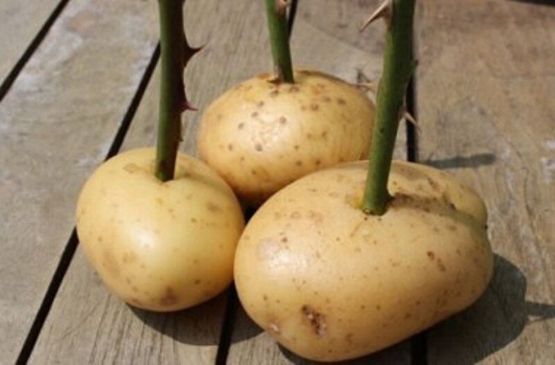 фото из интернета