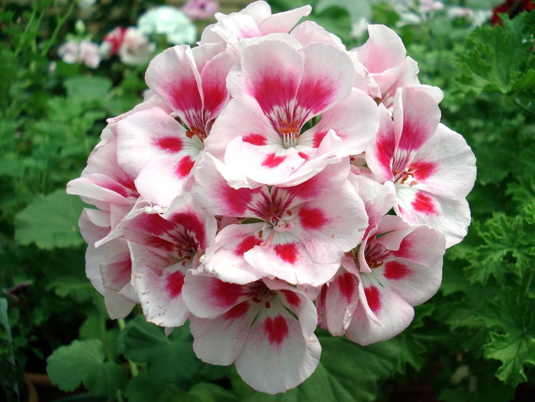 Сорта герани комнатной фото и названия Сорта герани комнатной фото и названия