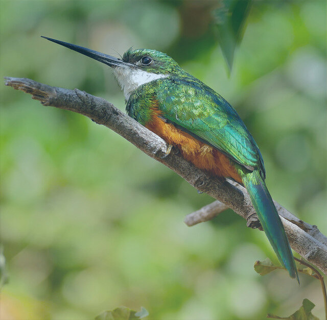 Якамара краснохвостая на ветке