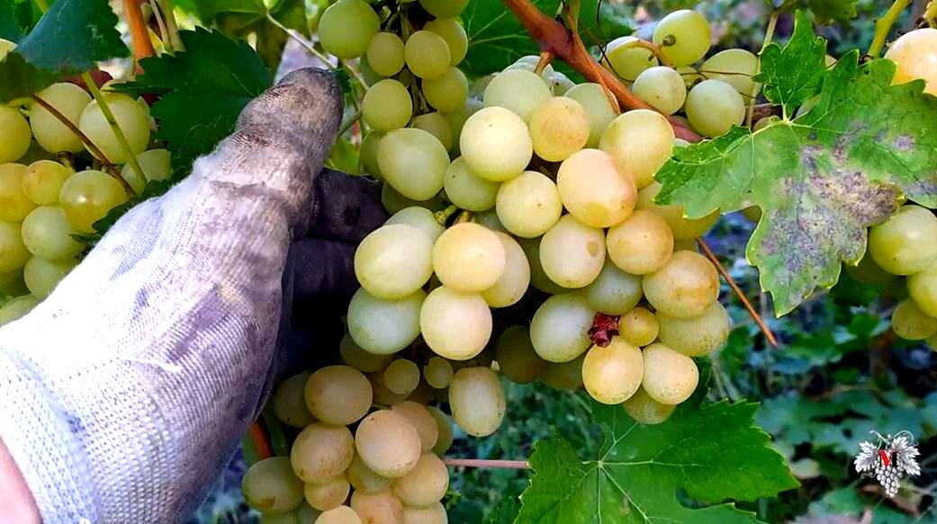 Что дает виноград. Виноград Ювендана. Кустовой виноград. Виноград детский. Мускатный виноград Япония.