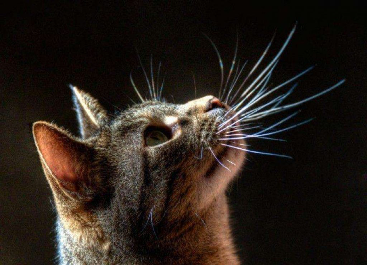 Что случится с кошкой, если ей обрезать усы? | Animal Town | Дзен
