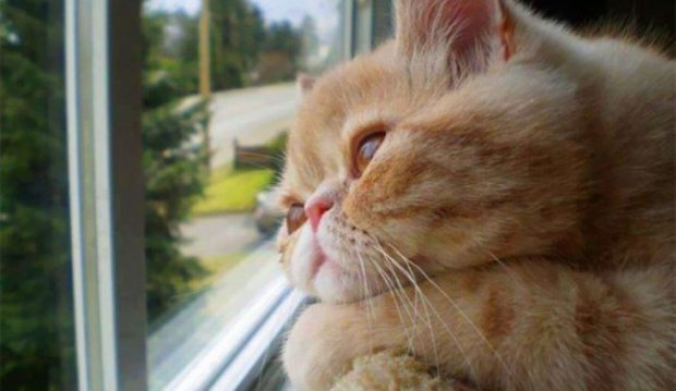 Котик грустит