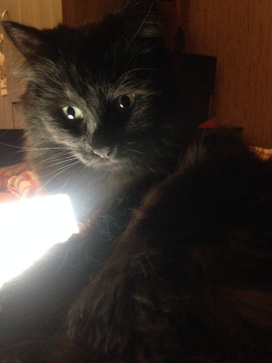 Задумчивый Боб