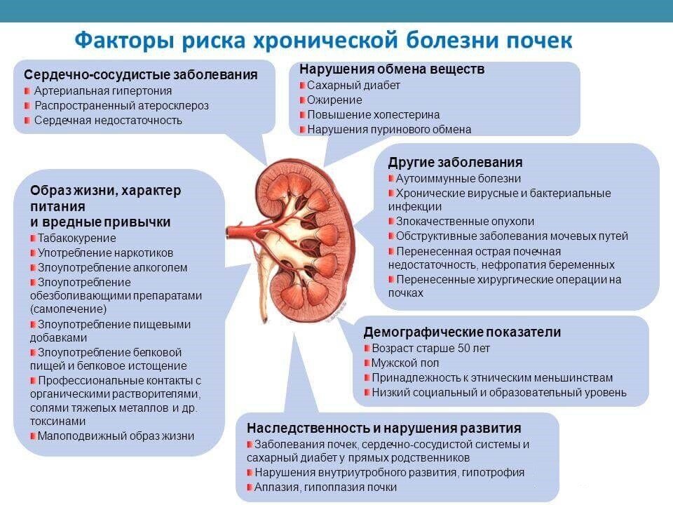 Сосудистый рисунок почек обеднен что это значит