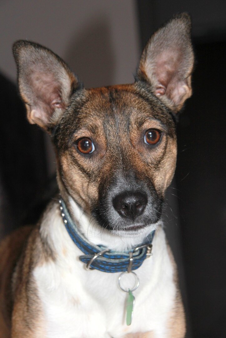 Сокбак Кира из Банды Дворян