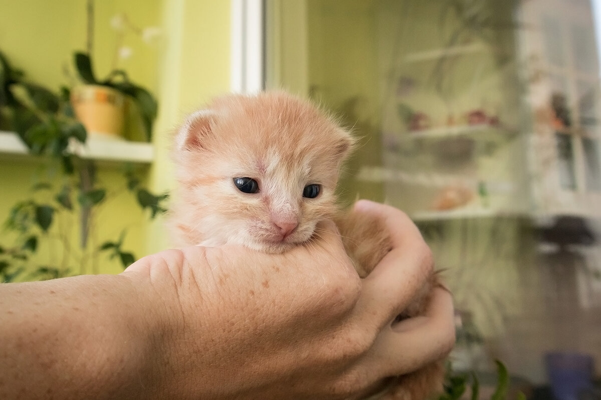 1,5 недели. "Моя" пятёрка. 