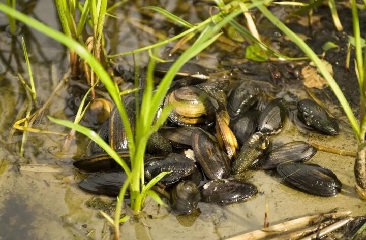 Ракушки возле берега