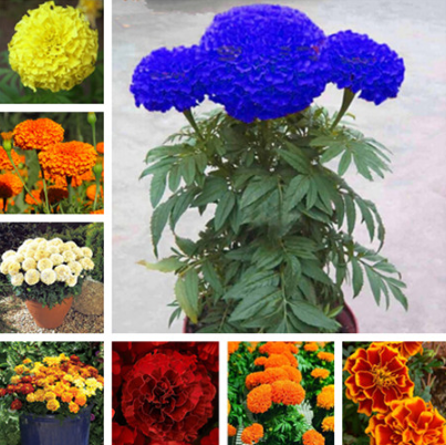 Все фото в статье взяты с сайта Алиэкспресс. Вот такие синие бархатцы там тоже называются хризантемы)))