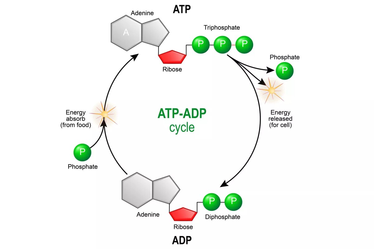  Adenosine triphosphate (ATP) is a organic chemical that provides energy for cell. ttsz / iStock / Getty Images Plus