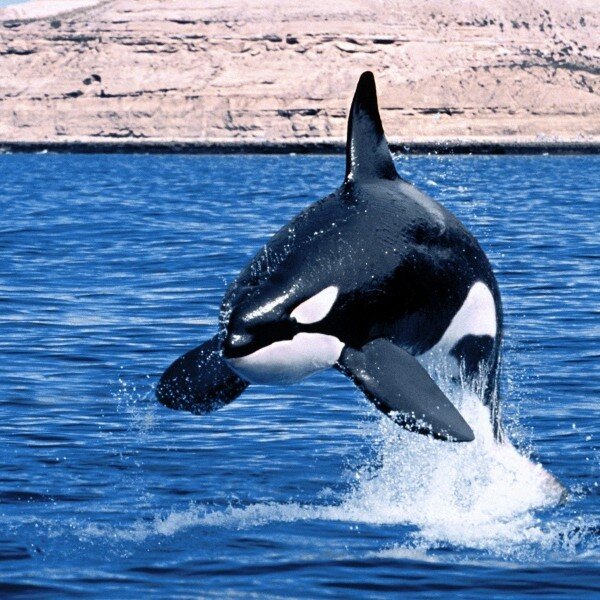 Касатка. Источник: Яндекс Картинки.