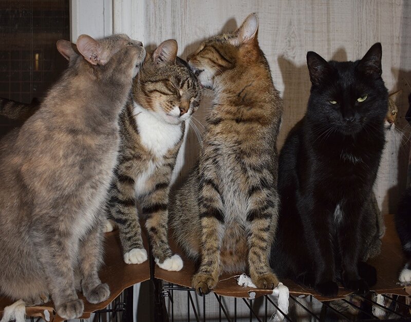 Мы хорошие, корми нас