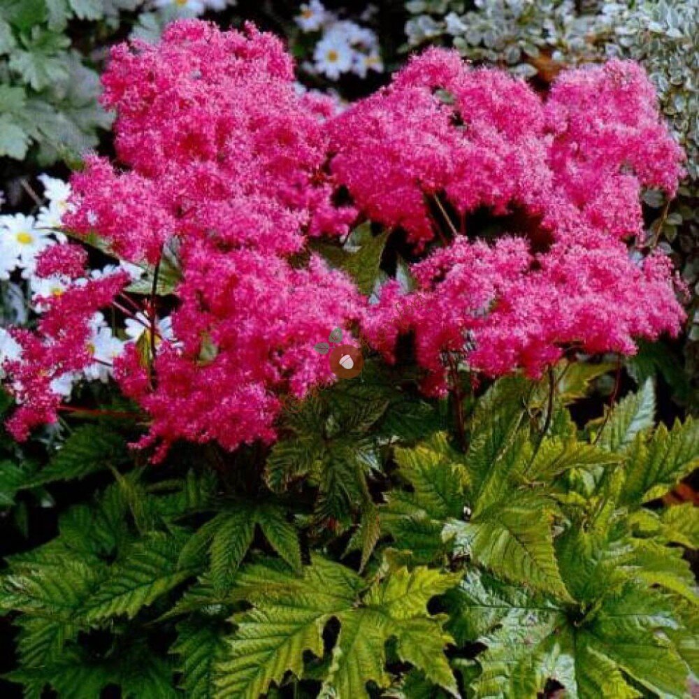 Лабазник elegans Filipendula purpurea