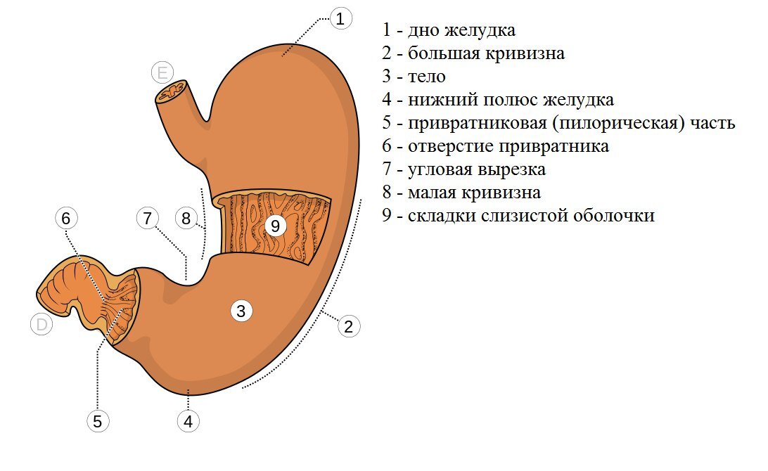 Подраздел 1.1: Плюсы и минусы питья сока во время еды