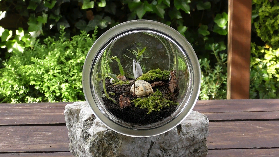 https://cdn.pixabay.com/photo/2018/05/13/11/25/terrarium-3396099_960_720.jpg