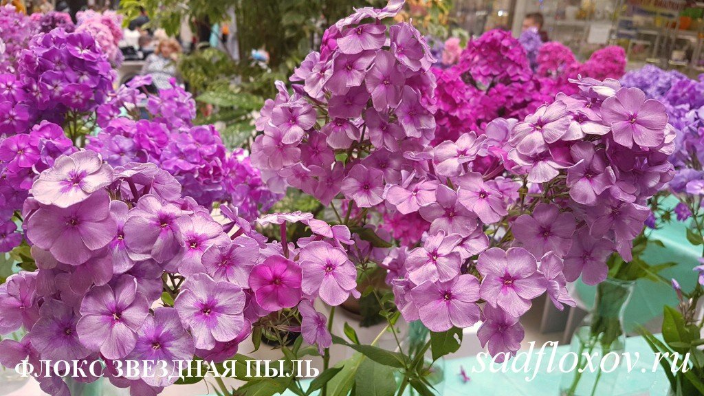 Фото флокса Звездная Пыль