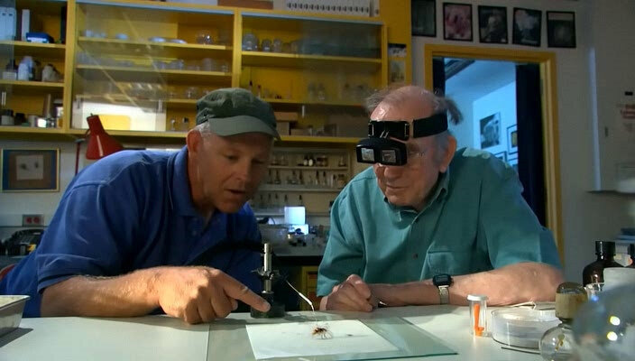 Жук вырывается на свободу.