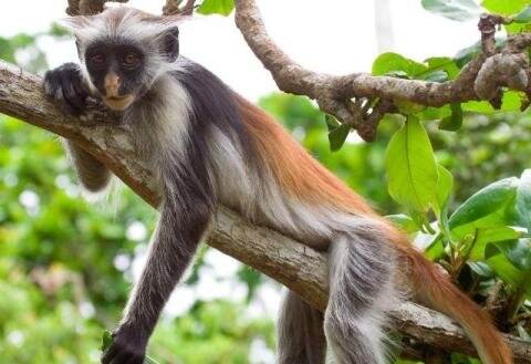 Красный Колубус отдыхает:)