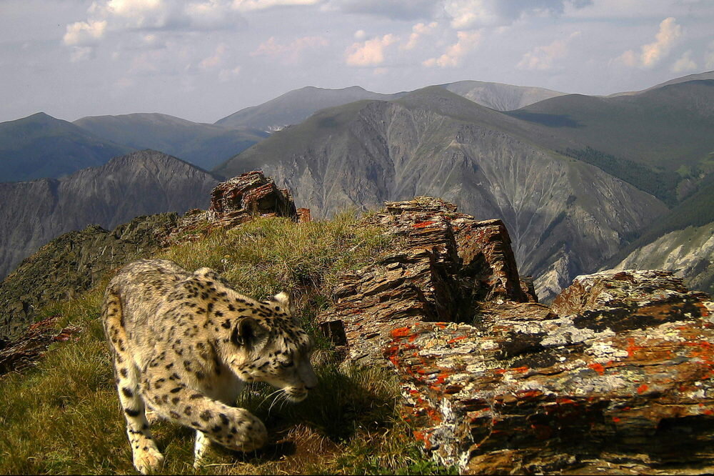 Сайлюгемский заповедник снежный Барс