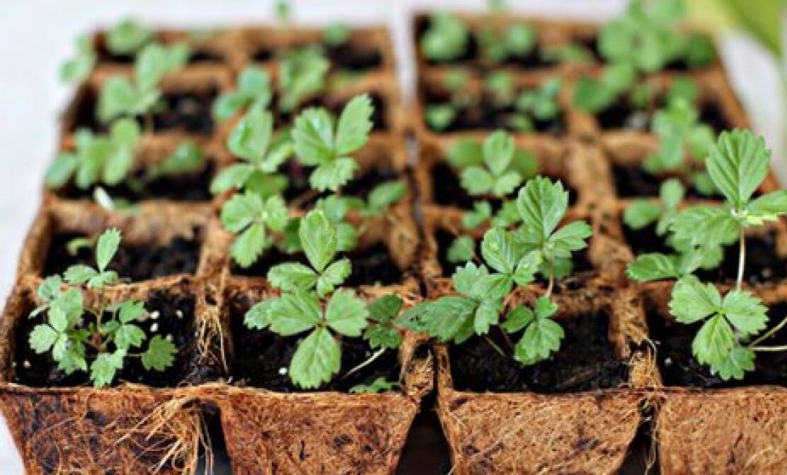 Земляника из семян.