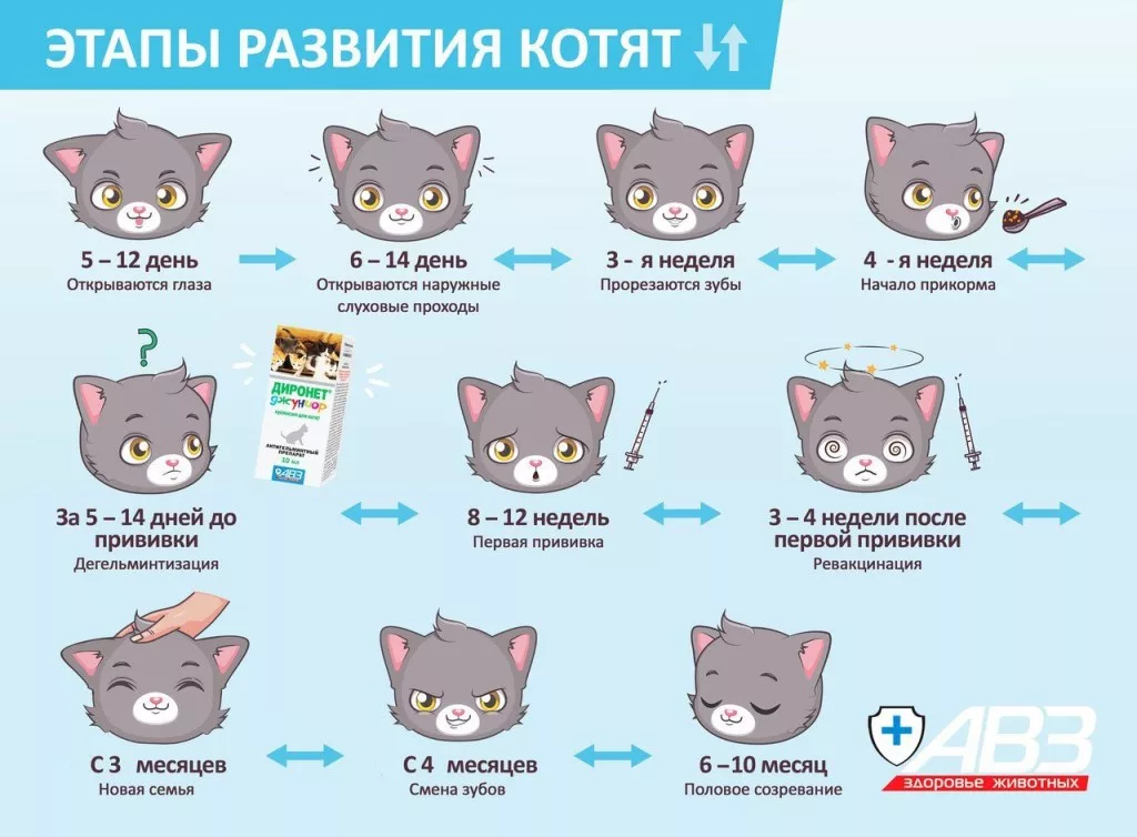 Этапы жизни кошки. | Домашние питомцы. | Дзен