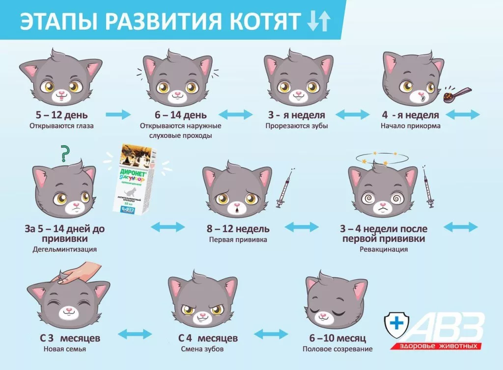 Годы рождения кошки. Как определить Возраст котенка до года. Этапы развития котят. Как определить возросте котёнка. Стадии развития котенка.