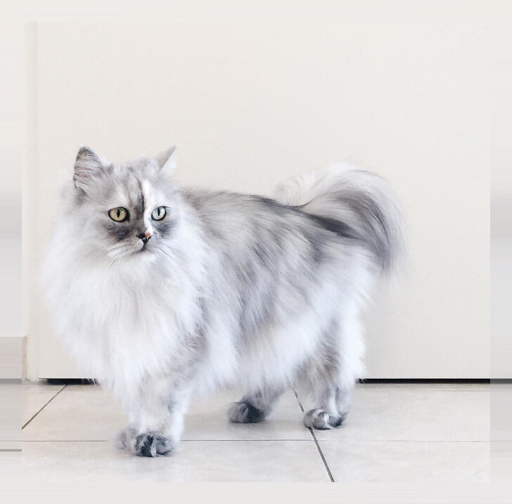 Вы бы хотели себе такого пушистого кота?