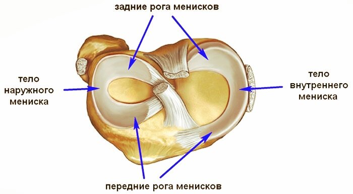 Задний рог медиального мениска