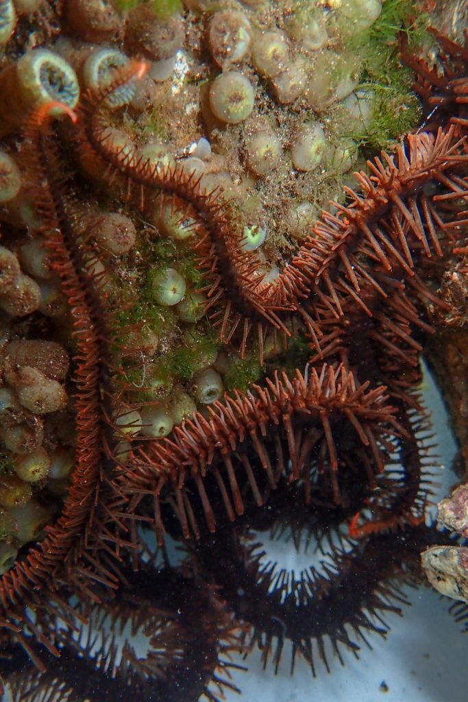 Хрупкая звезда Ophiocoma wendtii укрывается в расщелине. 
Предоставлено: © Хизер Стюарт.