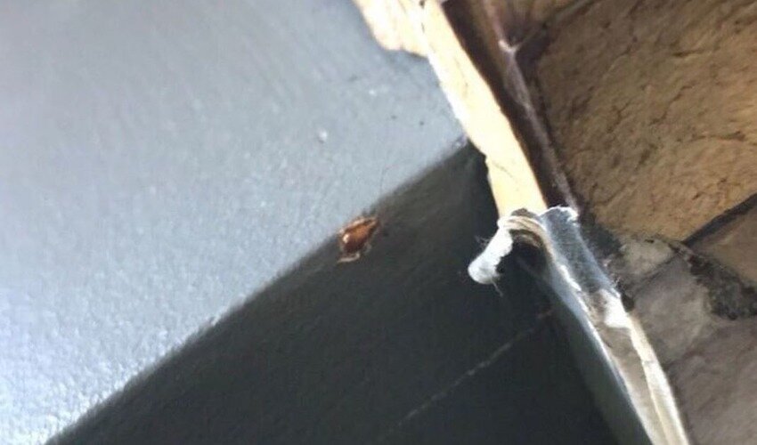 Фото: Instagram @news_sakhalin