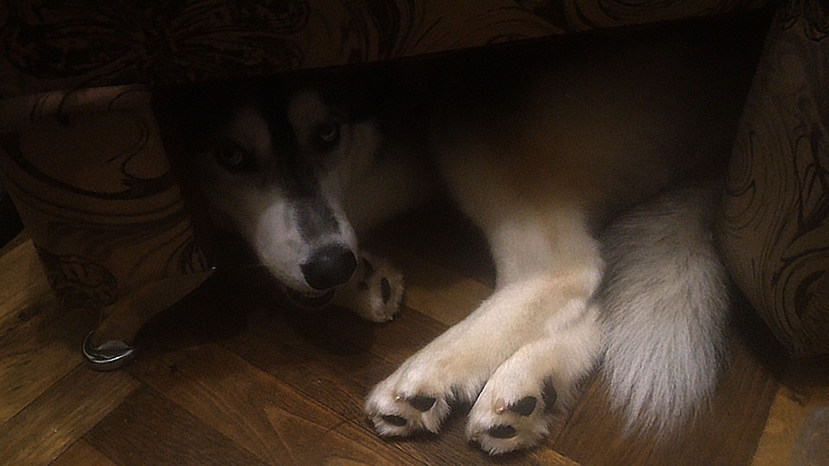 Мой пёс Бэст. Порода Сибирский хаски.