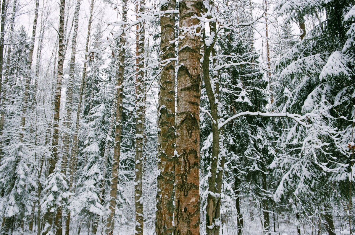 Лес в январе. Фото автора.