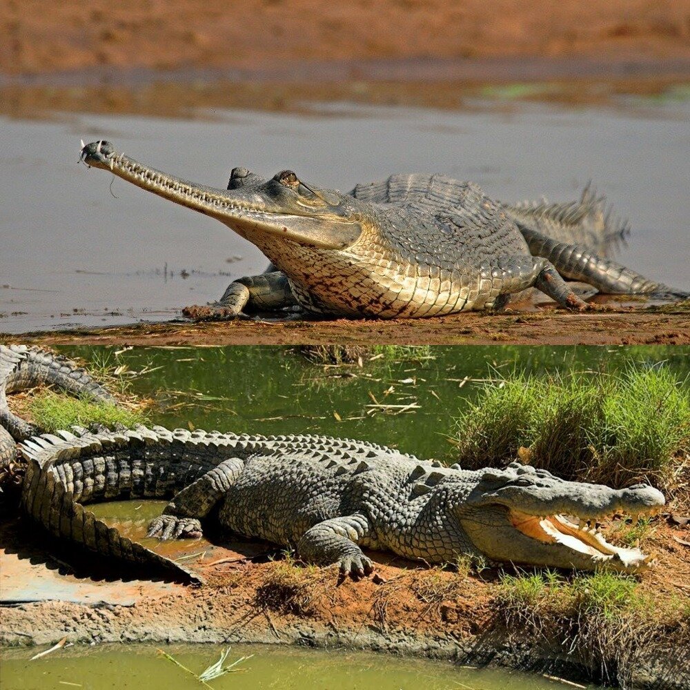 Крокодилы загорают