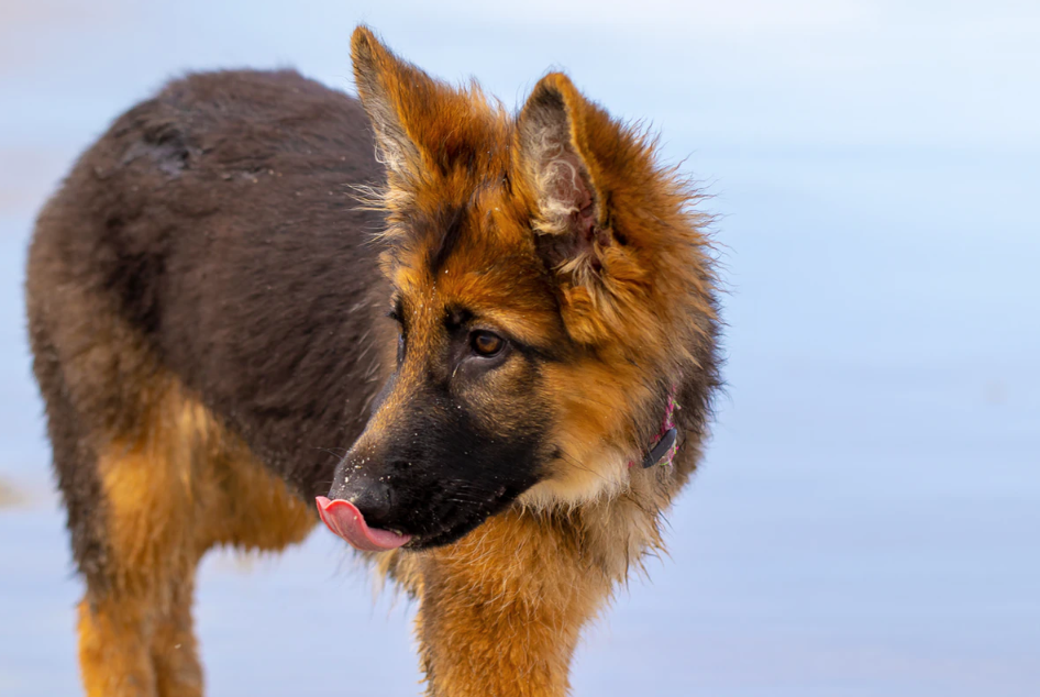 Папа подарил мне овчарку, сказав, что он теперь на моей совести.