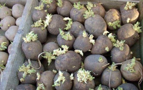 Яровизация картофеля