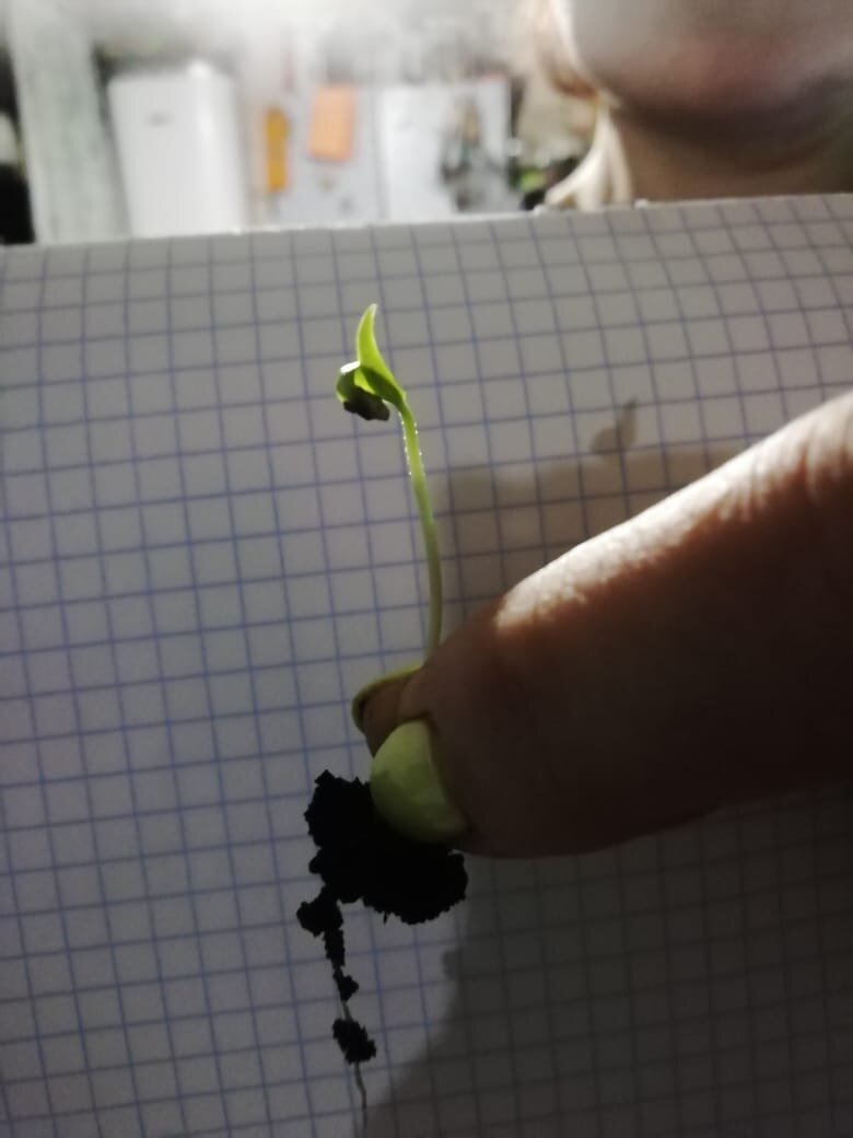 саженец перца.