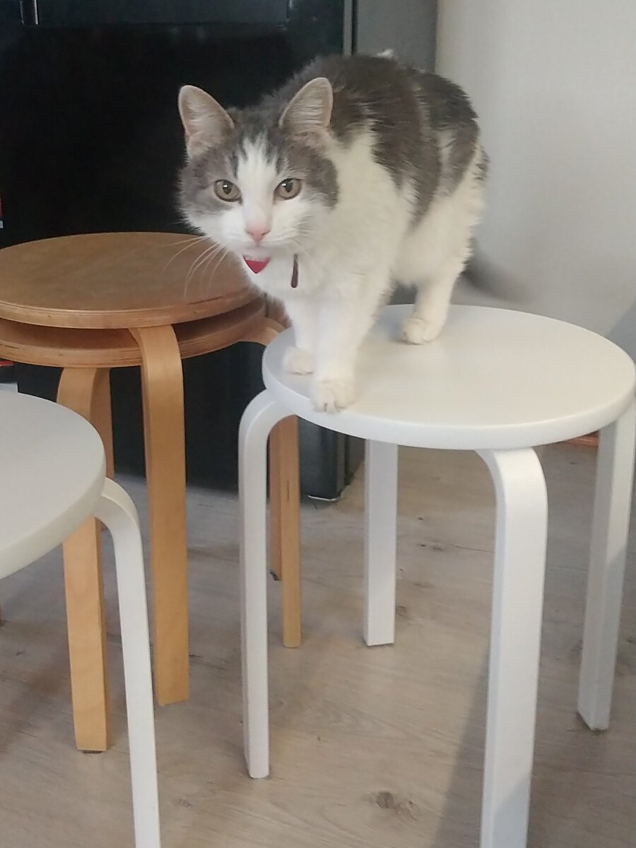 Котикам frosta тоже по душе