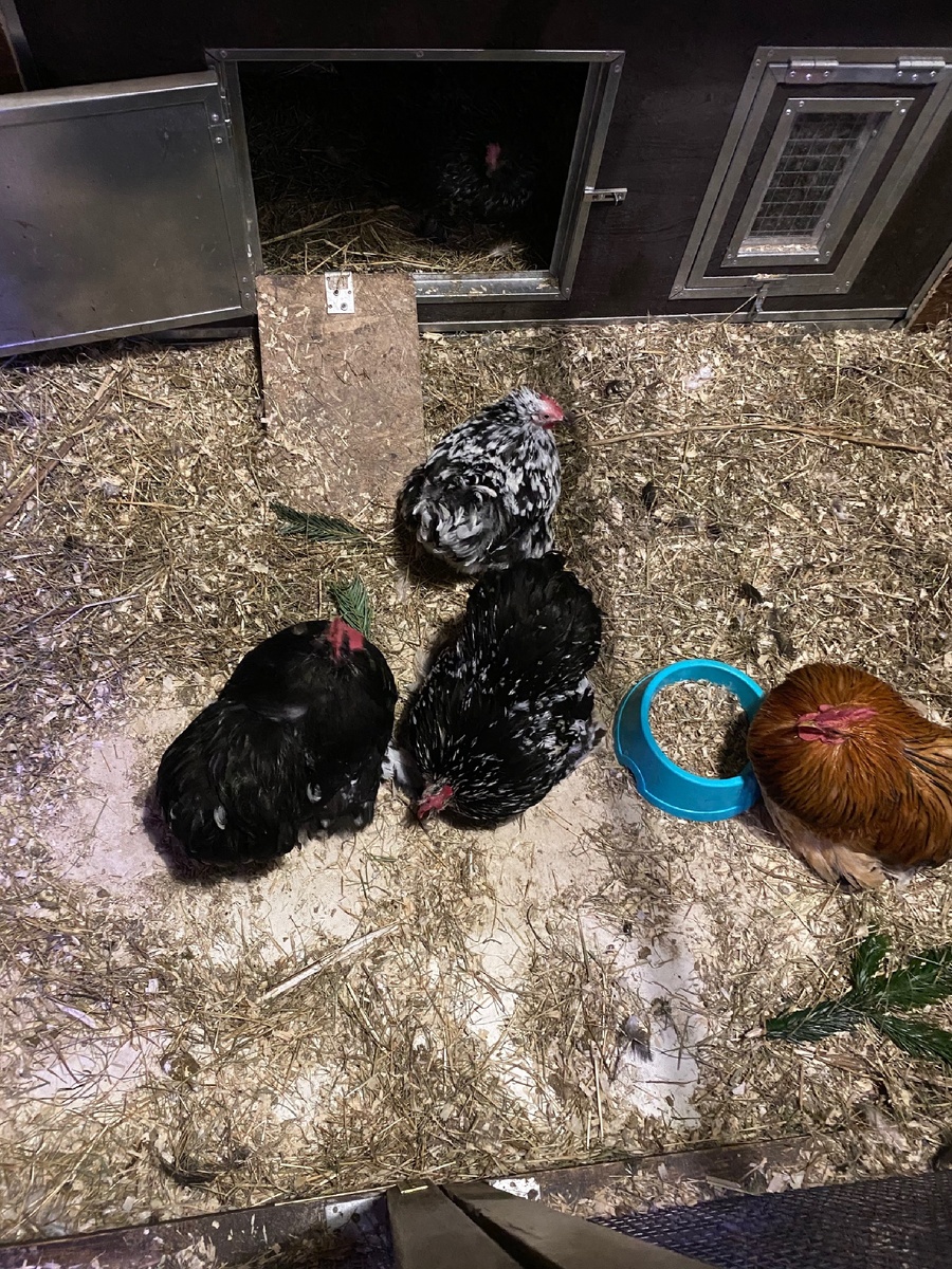 Курочки-милашки