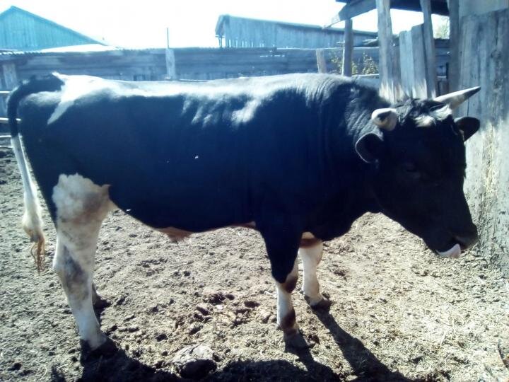 Картинка из сети интернет