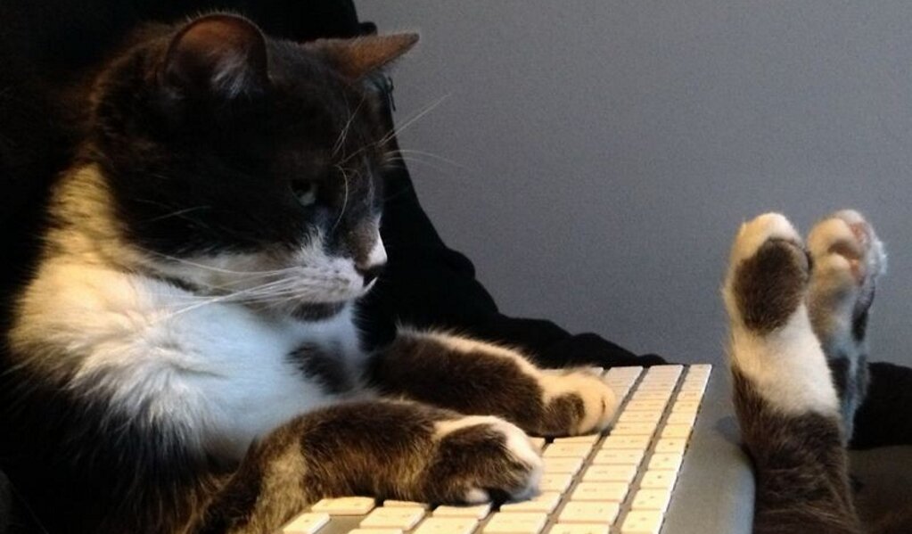 Кот за клавиатурой