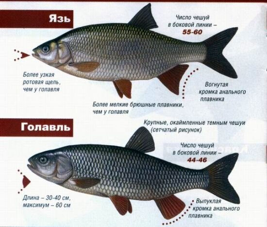 Отличия язя от голавля
