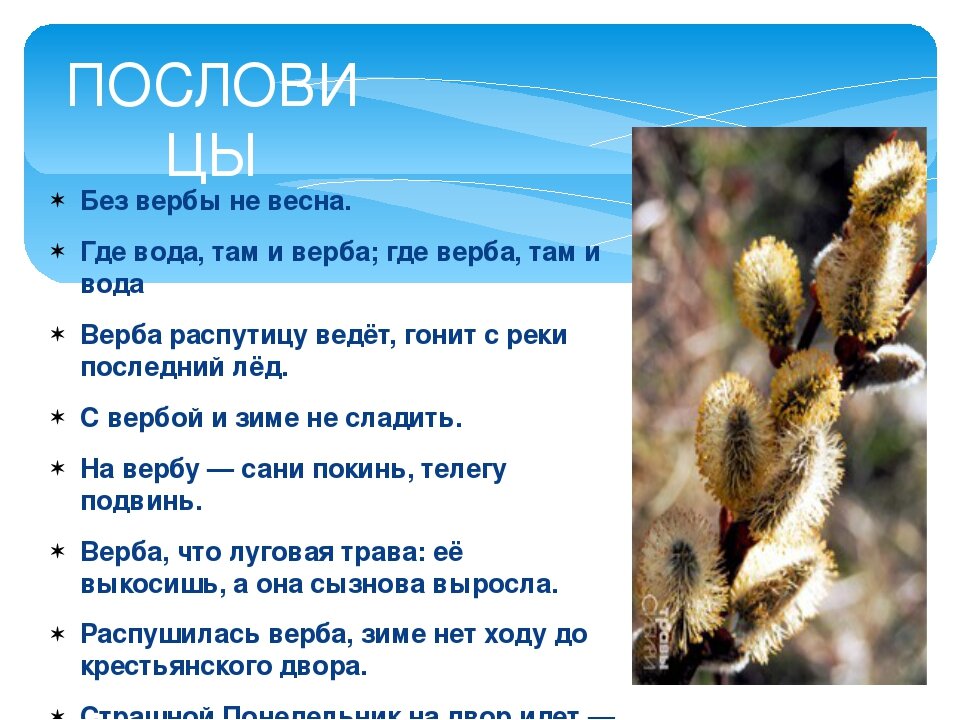 Погода на вербное воскресенье народные приметы. Пословицы о вербе. Поговорки о вербе. Загадка про вербу для детей. Стих про вербу.